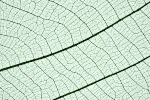 istock Extreme close-up of defocused leaf vein skeleton background 1582063321