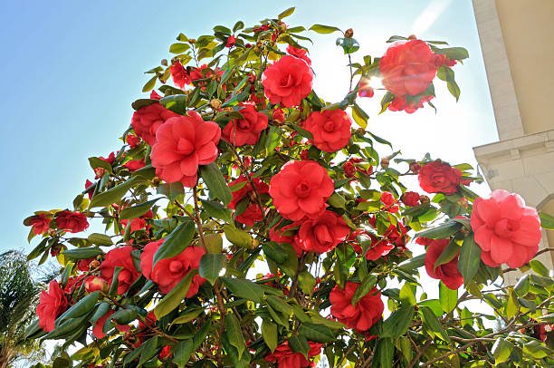 czerwone kwiaty - camellia day nobody single flower zdjęcia i obrazy z banku zdjęć