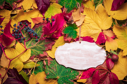 Colorful autumn leaves and wooden plank, pattern background .Color of autumn leaves on the ground Autumn leaves close up stock photo.