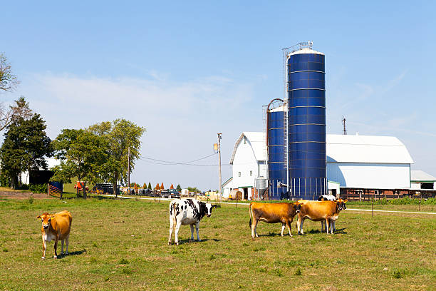 istock Brown Cow on american farm 158208049