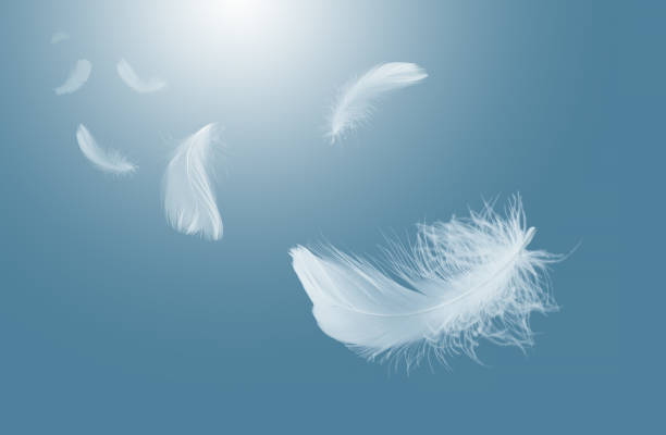 istock Abstract White Bird Feathers Falling in The Sky. Freedom, Feather Softness, Floating White Feather. 1582081711