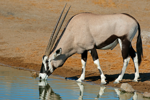 A gemsbok antelope (Oryx gazella) drinking water, Etosha National Park, Namibia