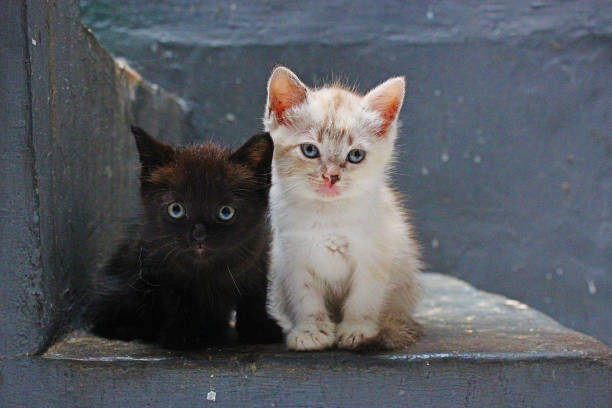 A cat, also known as a domestic cat or house cat, is a carnivorous mammal of the Felidae family. The word \