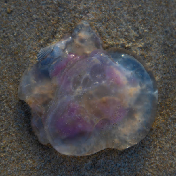 istock Colourful jellyfish protecting a shell at the beach 1582111315