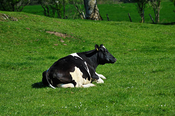 istock Cow lying down in a field on a sunny day. 158213010