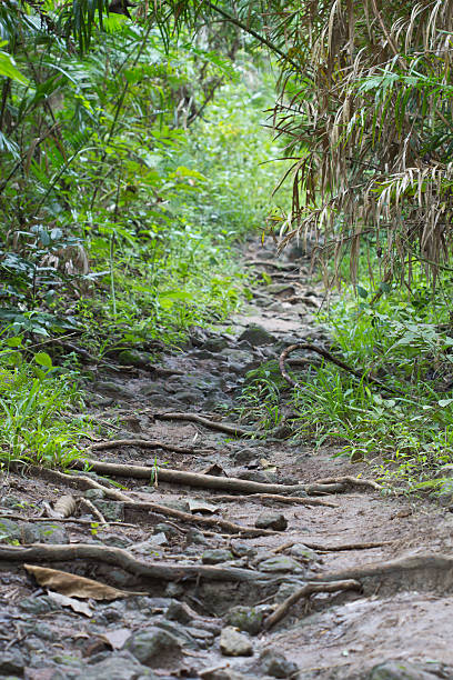 istock the walk way in rainforest 158213726