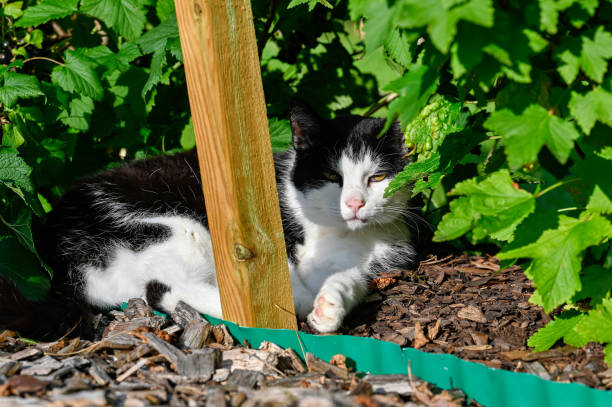 istock Pet cat taking a nap in garden under black currant bushes 1582140063