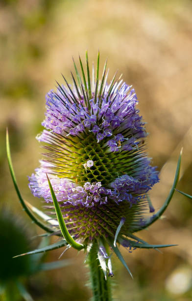 istock Flowering of the teasel, Dipsacus, Dipsacus sativus. 1582153369