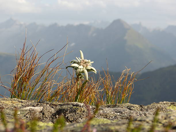 edelweiss en las altas montañas - geschützt fotografías e imágenes de stock