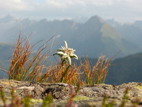 Edelweiss in the high mountains