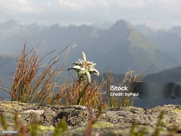 Szarotka W Wysokie Góry - zdjęcia stockowe i więcej obrazów Tyrol - Tyrol, Szarotka, Alpinizm