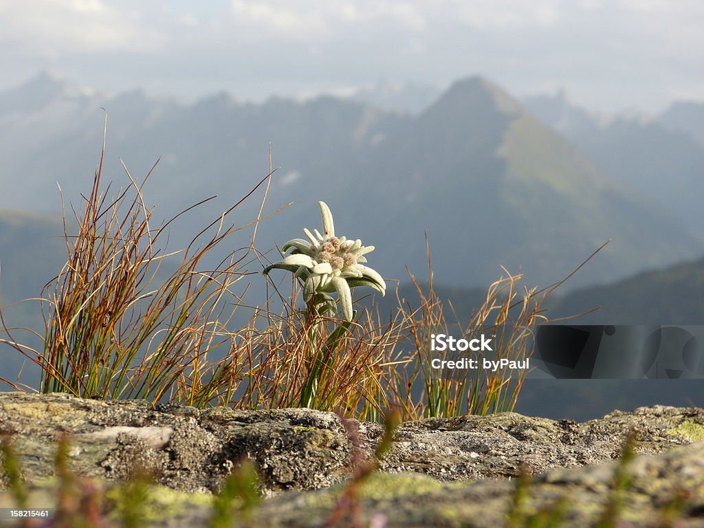 Edelvais nas montanhas altas - Royalty-free Estado do Tirol Foto de stock