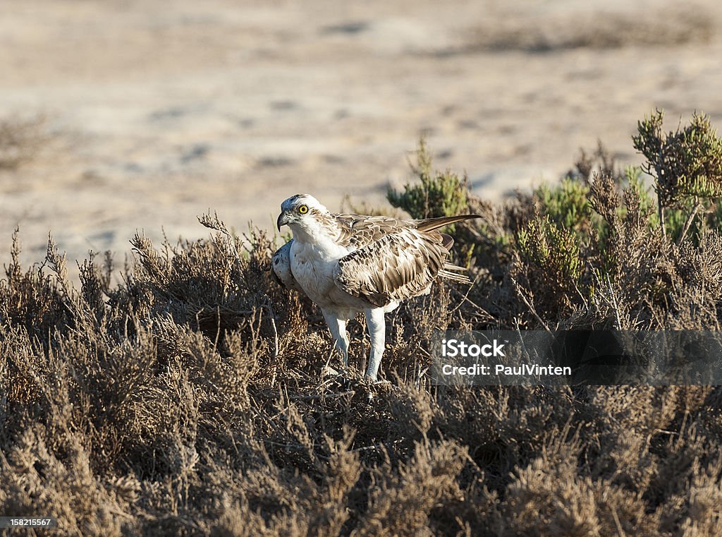 osprey bird gran defensor de casquillos - Foto de stock de Aire libre libre de derechos