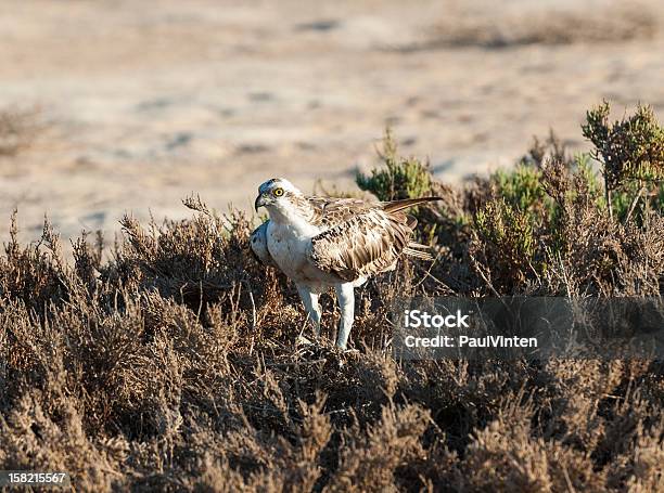 Osprey Bird Gran Defensor De Casquillos Foto de stock y más banco de imágenes de Aire libre - Aire libre, Animales salvajes, Arbusto