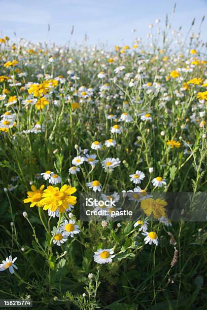 Wild Camomilla E Giallo Daisies - Fotografie stock e altre immagini di Camomilla - Camomilla, Ciglio della strada, Composizione verticale