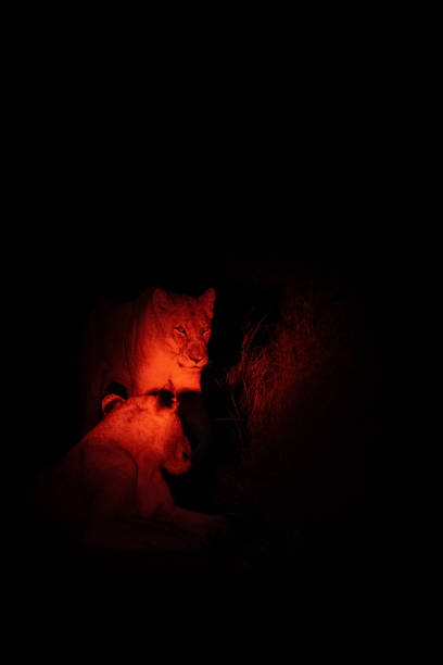 Lions in the dark