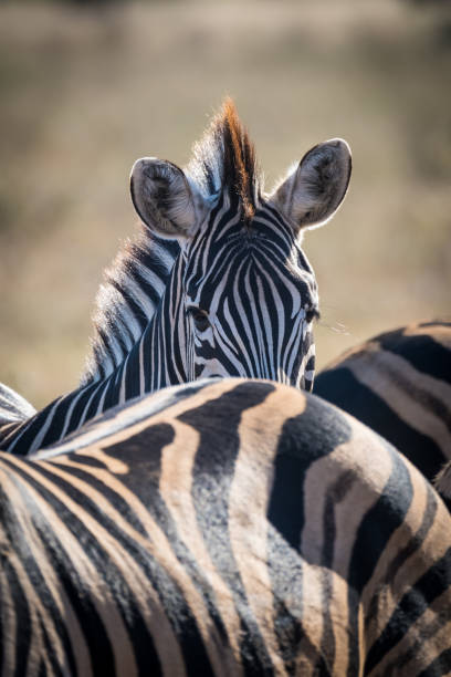 istock Zebras in the wild 1582165635