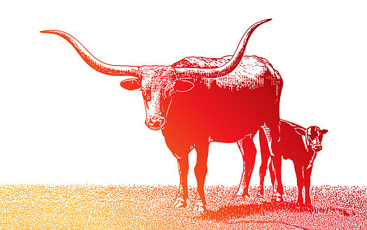 Texas Longhorn Steer and Calf