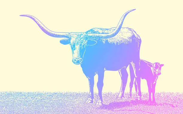 Vector illustration of Texas Longhorn Steer and Calf