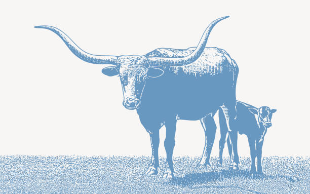 Texas Longhorn Steer and Calf Texas Longhorn Steer and Calf texas longhorns stock illustrations