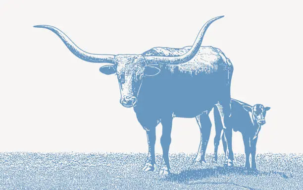 Vector illustration of Texas Longhorn Steer and Calf