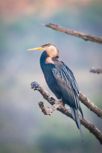 istock African Darter in the wild 1582173765