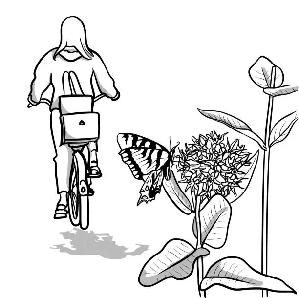 Vector illustration of Cycling Past The Monarch Sketch