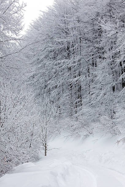 Winter landscape stock photo