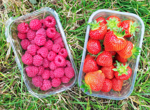 istock Strawberry Picking Punnets 1582192220
