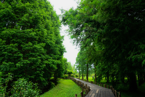 Walking along the Metasequoia Forest Trail