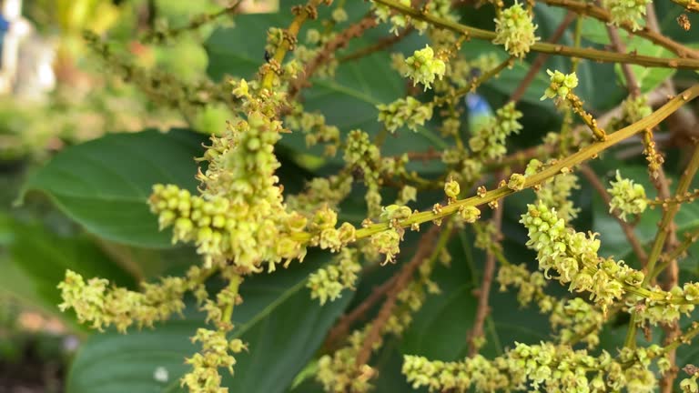 Buds of rambutan flower on tree in tropical garden