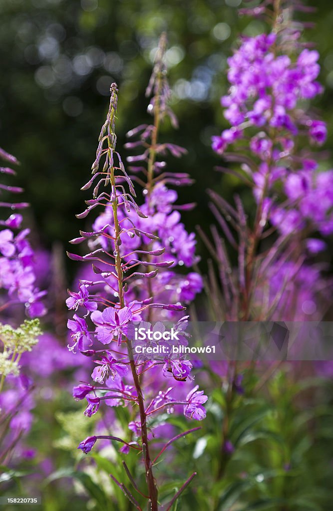 Purple Alpine Fireweed closeup in last summer Beauty In Nature Stock Photo