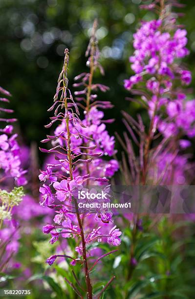 Purple Alpine Fireweed Closeup In Last Summer Stock Photo - Download Image Now - Beauty In Nature, Blossom, Botany