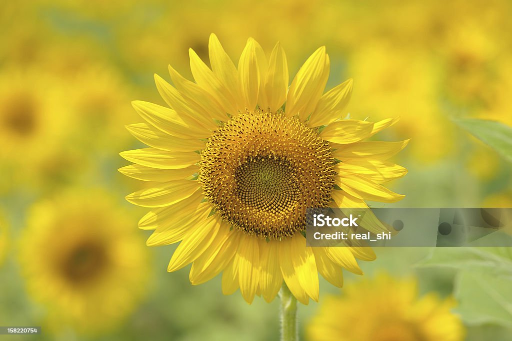 Sonnenblume-Feld - Lizenzfrei Blatt - Pflanzenbestandteile Stock-Foto