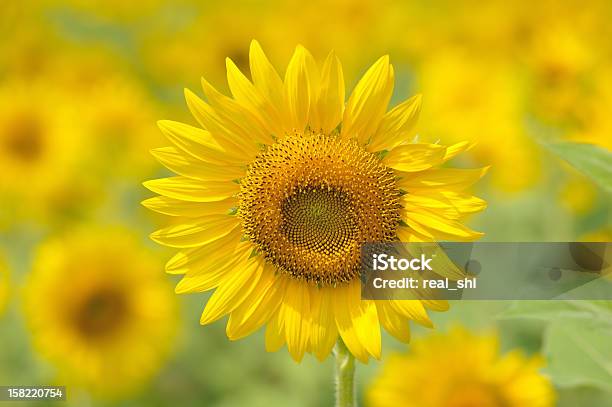Sonnenblumefeld Stockfoto und mehr Bilder von Blatt - Pflanzenbestandteile - Blatt - Pflanzenbestandteile, Blume, Blütenblatt