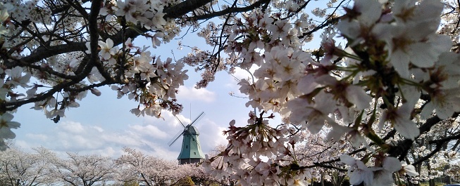 Spring with Sakura