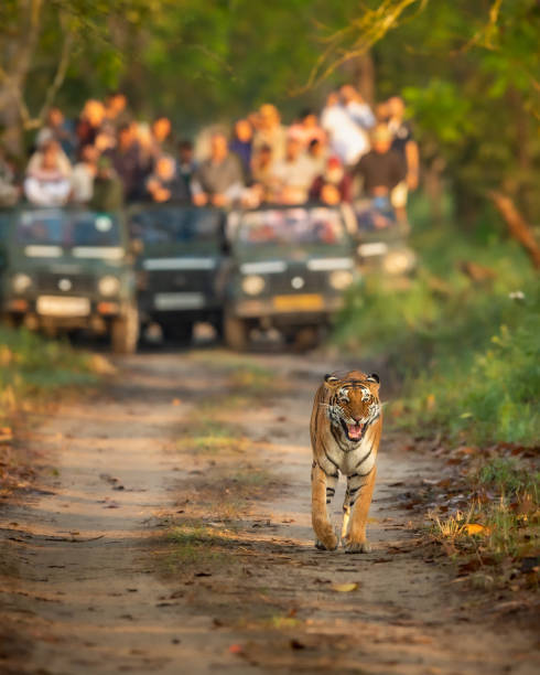 wild female mother tiger panthera tigris face expression calling her missing cubs giving stress call and blurred safari vehicles in background pilibhit national park forest reserve uttar pradesh india stock photo