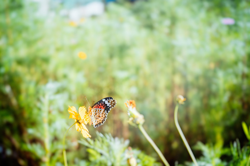 Sunny summer nature background with fly butterfly and wild clover flowers in grass with sunlight and bokeh. Outdoor nature