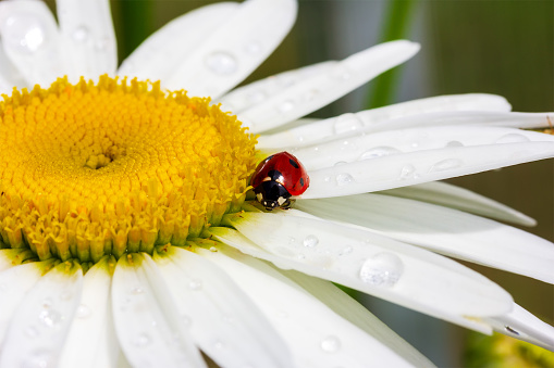 Daisy Flower and a Ladybug. Copy Space.