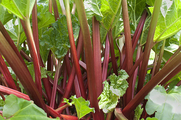 A bunch of red and green rhubarb Ripe red stems of rhubarb (Rheum rhabarbarum) growing in vegetable garden rhubarb photos stock pictures, royalty-free photos & images