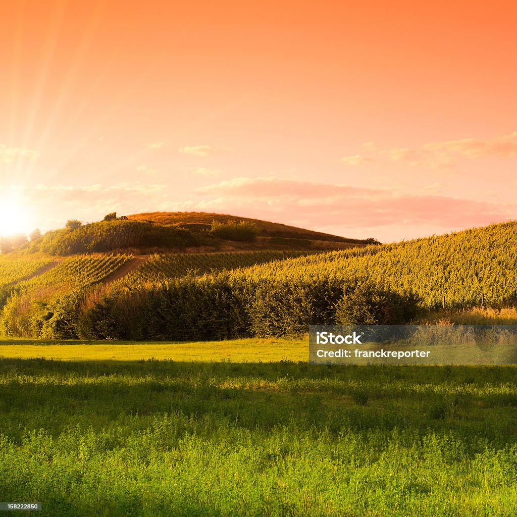 Zachód słońca na wzgórza w Toskania-Włochy - Zbiór zdjęć royalty-free (Bez ludzi)
