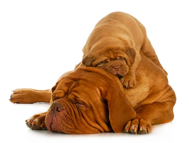 mother and puppy - dogue de bordeaux mother and four week old puppy isolated on white background