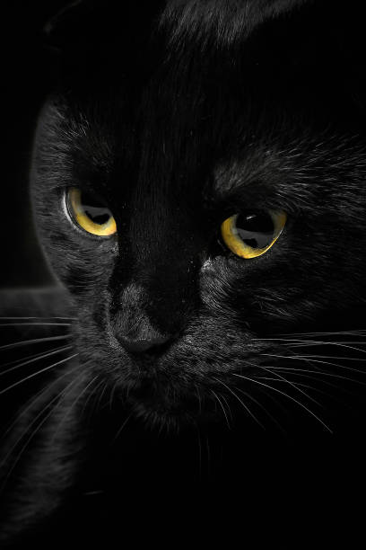 istock Black cat muzzle with yellow eyes, close-up, vertical shot, floating focus 1582232501