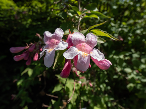 Deciduous shrub grown as a ornamental plant Beauty bush - Linnaea amabilis (Kolkwitzia amabilis) blooming in late spring with light pink, bell-shaped flowers in the park