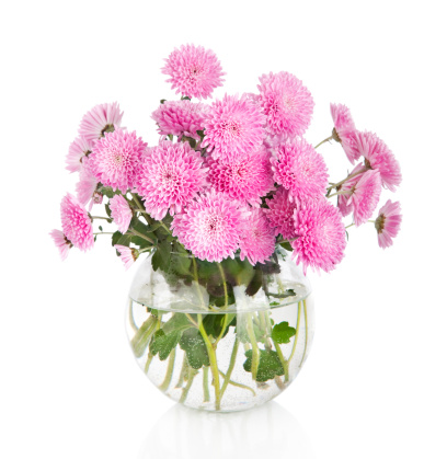 Bouquet of many pink beautiful chrysanthemum flowers in glass vase isolated on white background