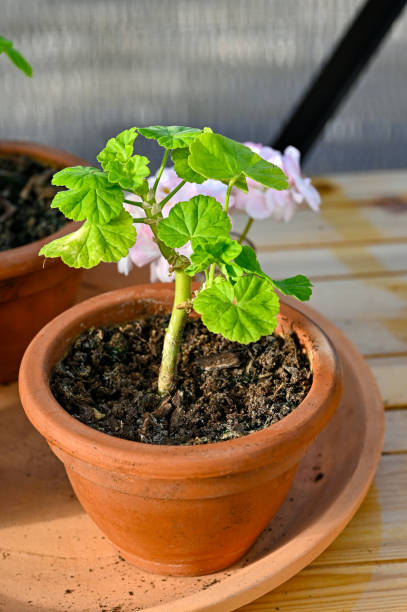 istock beautiful small geraniums in clay pots inside green house 1582239915