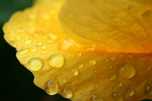 Rain Water droplets on Yellow flower for Nature Background.