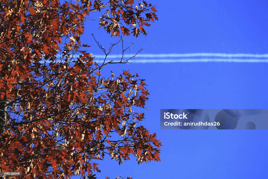 Autumn streaks an aeroplane disappears in the background as the autumn leaves fall one by one. Autumn Stock Photo