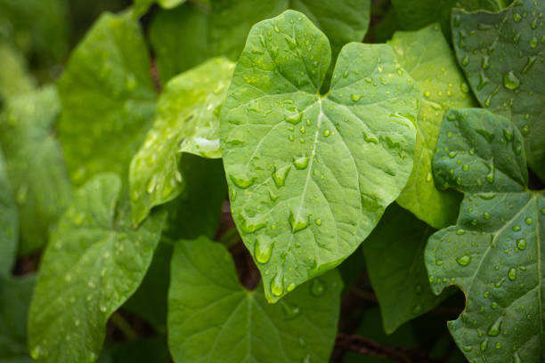 istock Close-up of a green leaf with water droplets on it 1582263562