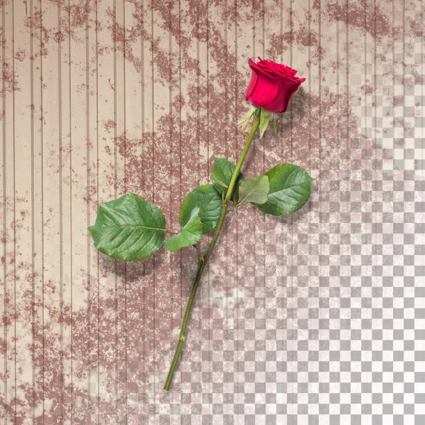 Red Rose Over Dark Background